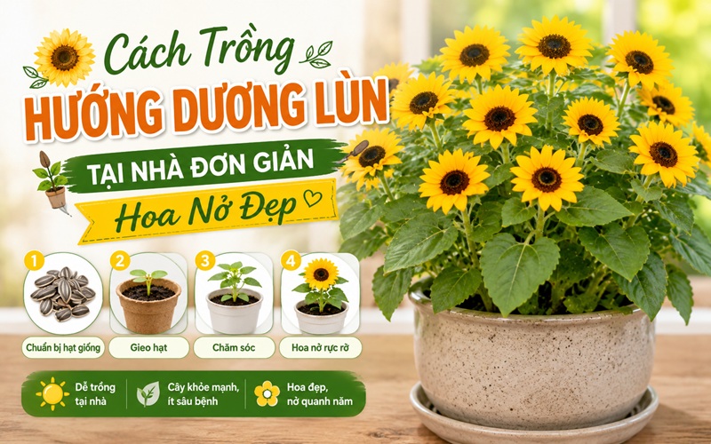 cách trồng hướng dương lùn