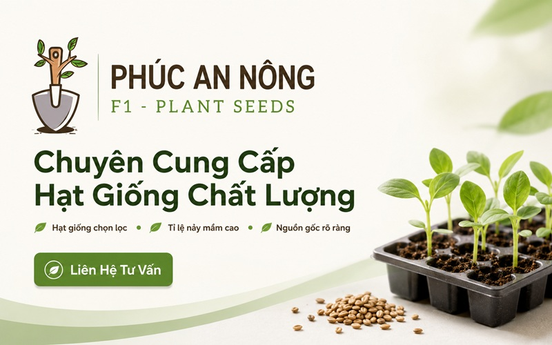 Mua hạt giống hạt hướng dương tại Phúc An Nông