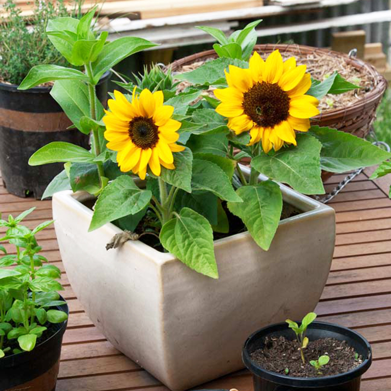 Đặc điểm của hoa hướng dương lùn